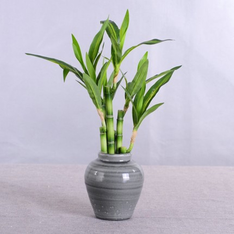 New 40cm rFtificial Lucky Bamb – Aquarium Marine Fish Bewertung und Preis